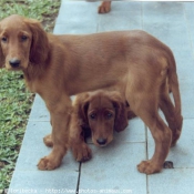 Photo de Setter irlandais rouge