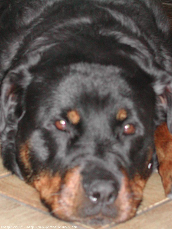 Photo de Rottweiler