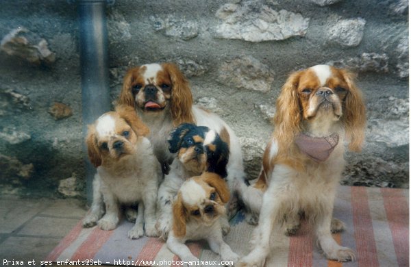 Photo de King charles spaniel