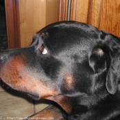 Photo de Rottweiler