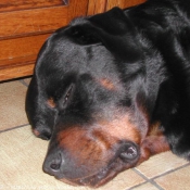 Photo de Rottweiler