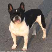 Photo de Bouledogue franais