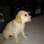 Photo de Labrador retriever