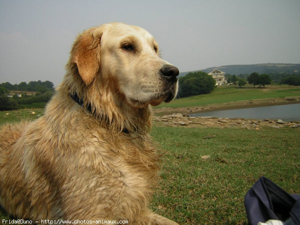 Photo de Golden retriever