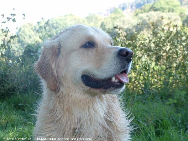 Photo de Golden retriever