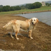 Photo de Golden retriever