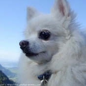 Photo de Spitz moyen