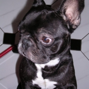 Photo de Bouledogue franais