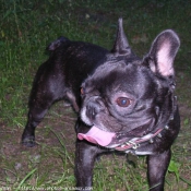 Photo de Bouledogue franais