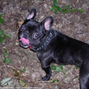 Photo de Bouledogue franais