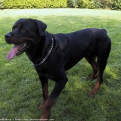 Photo de Rottweiler