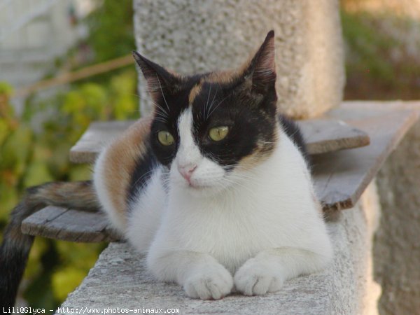 Photo de Chat domestique