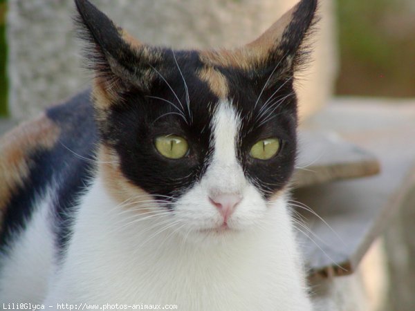 Photo de Chat domestique