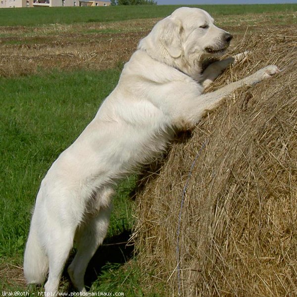 Photo de Chien de berger des tatras