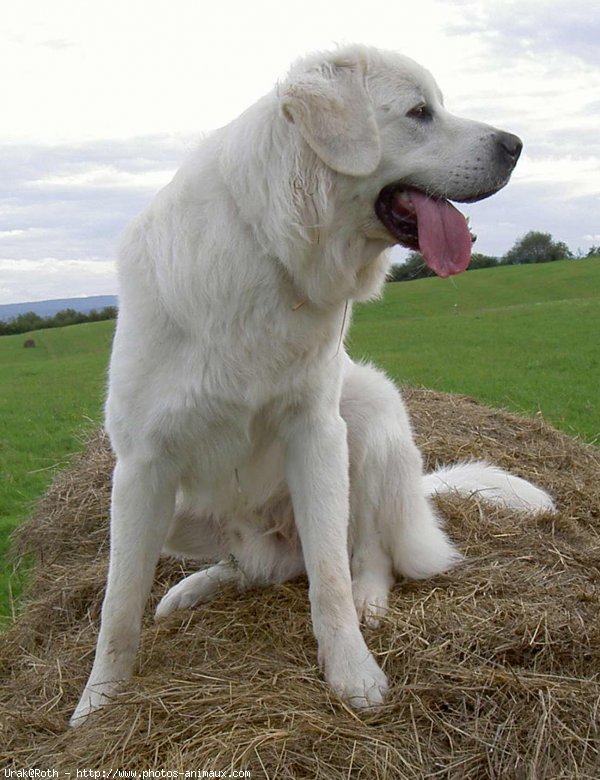 Photo de Chien de berger des tatras