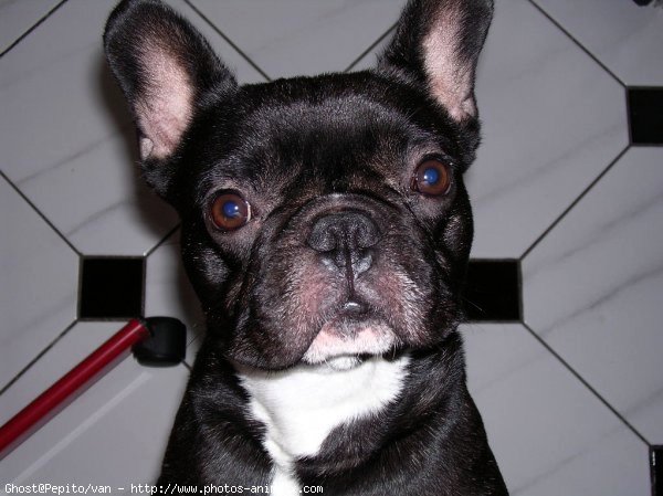 Photo de Bouledogue franais