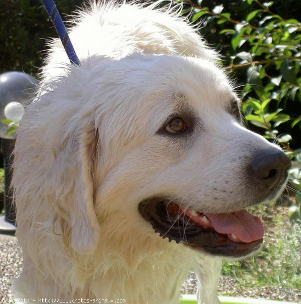 Photo de Chien de berger des tatras