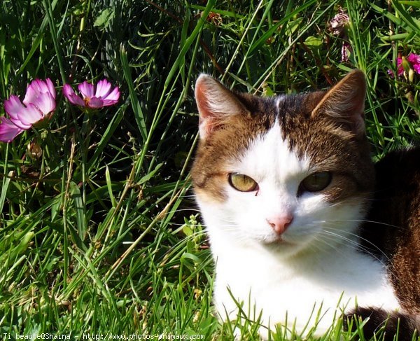 Photo de Chat domestique