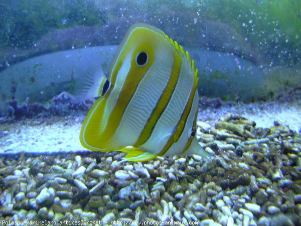 Photo de Poissons exotiques