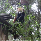 Photo d'Ours