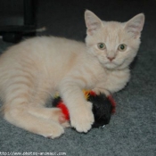 Photo de British shorthair