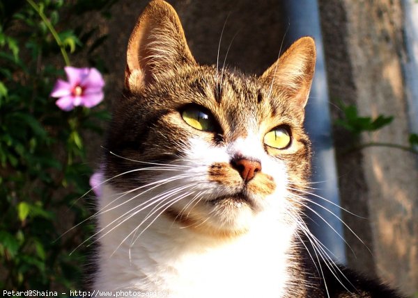 Photo de Chat domestique