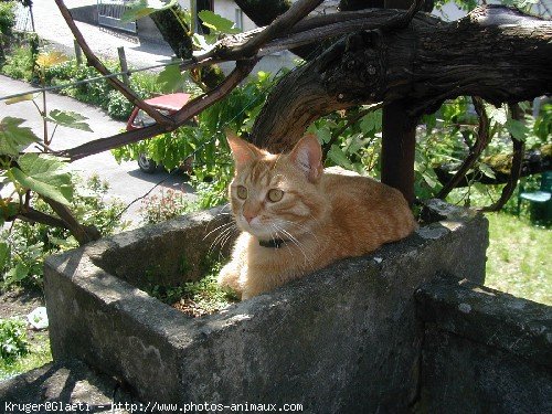 Photo de Chat domestique