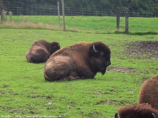 Photo de Bison