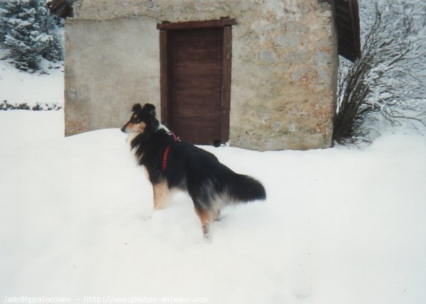 Photo de Colley  poil long