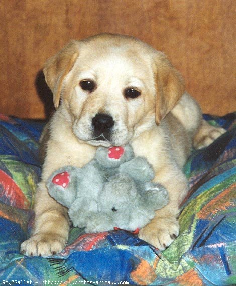 Photo de Labrador retriever