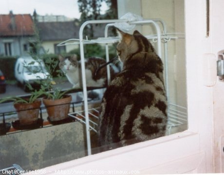 Photo de Chat domestique