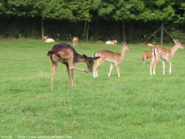 Photo de Biche