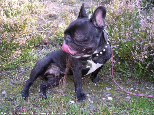 Photo de Bouledogue franais