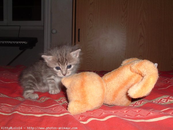 Photo de Chat domestique