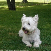 Photo de West highland white terrier