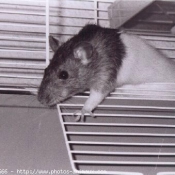 Photo de Rat