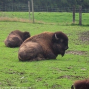 Photo de Bison