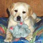 Photo de Labrador retriever