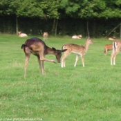 Photo de Biche