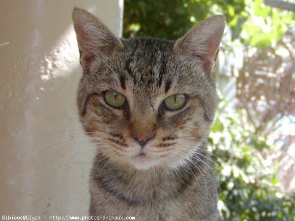 Photo de Chat domestique