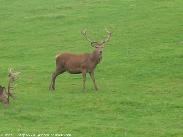 Photo de Cerf