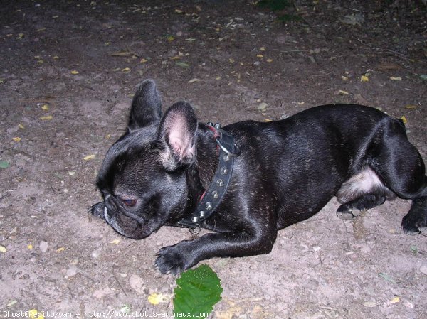 Photo de Bouledogue franais