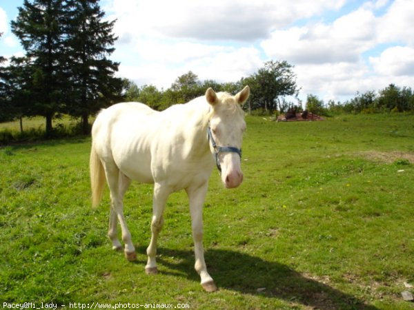 Photo de Palomino