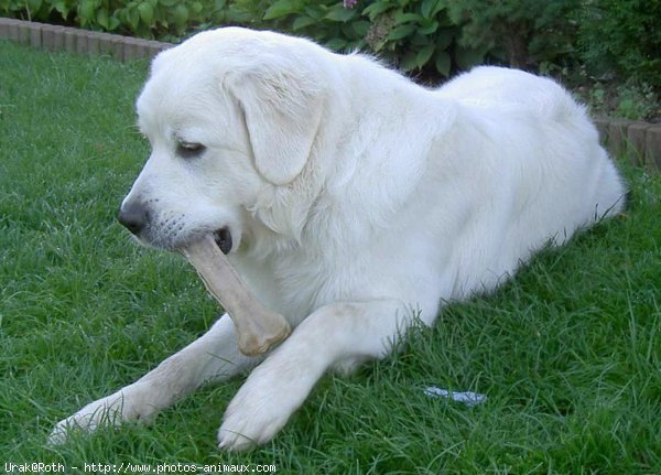 Photo de Chien de berger des tatras