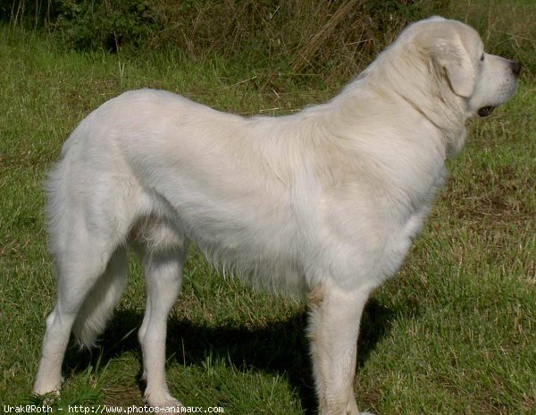 Photo de Chien de berger des tatras