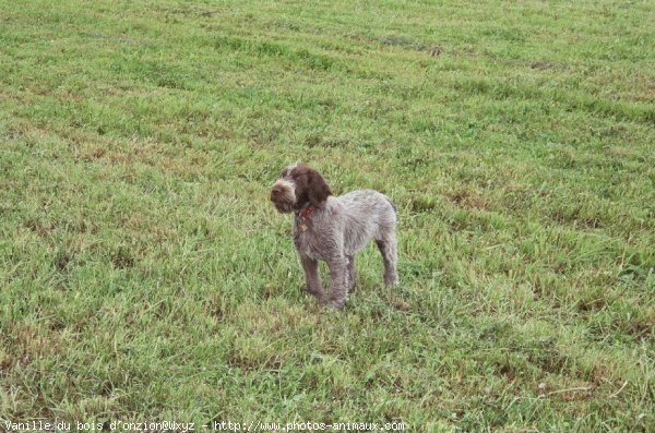 Photo de Griffon d'arret  poil dur korthals