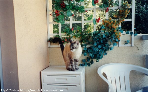 Photo de Chat domestique