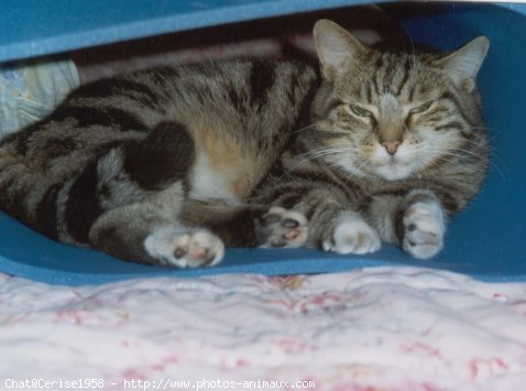 Photo de Chat domestique