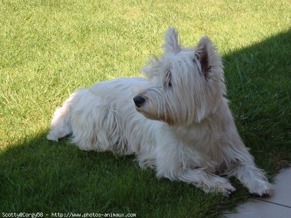 Photo de West highland white terrier