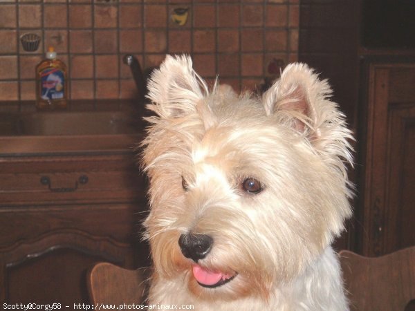 Photo de West highland white terrier